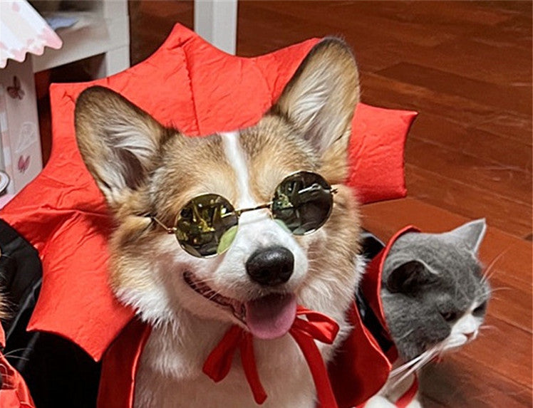 Perro pequeño con capa de vampiro de Halloween